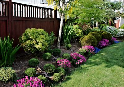 Bush Replacement in Ventura County, CA