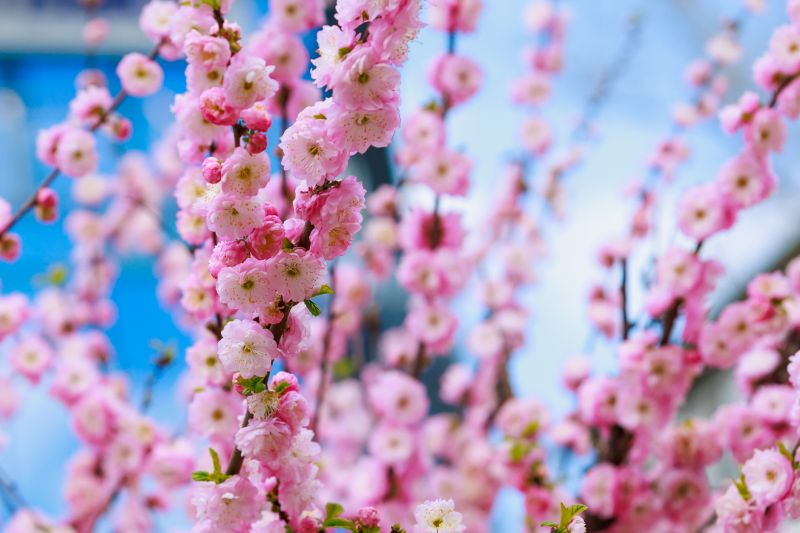 Japanese Maple Planting in Ventura County, CA